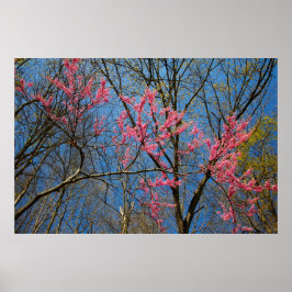 Póster Árbol Redbud (Cercis) floreciendo en primavera