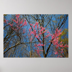 Póster Árbol Redbud (Cercis) floreciendo en primavera