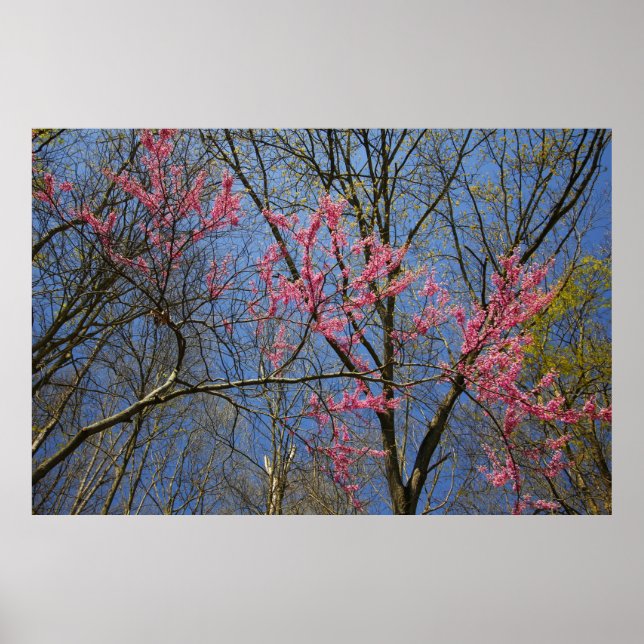 Póster Árbol Redbud (Cercis) floreciendo en primavera (Frente)