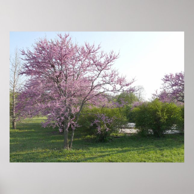 Póster Árbol Redbud - El Dorado Lake Kansas (Frente)