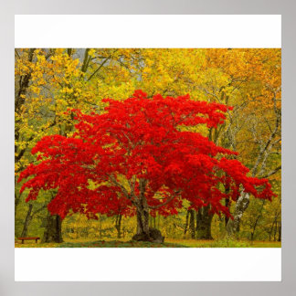 Póster Árbol rojo
