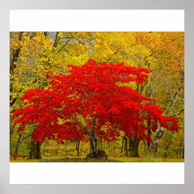 Póster Árbol rojo (Frente)
