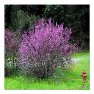 Póster Árbol rojo......