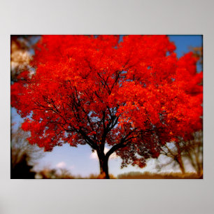 Póster Árbol rojo con nubes