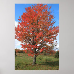 Póster Arbol rojo de arce en llamas en el otoño