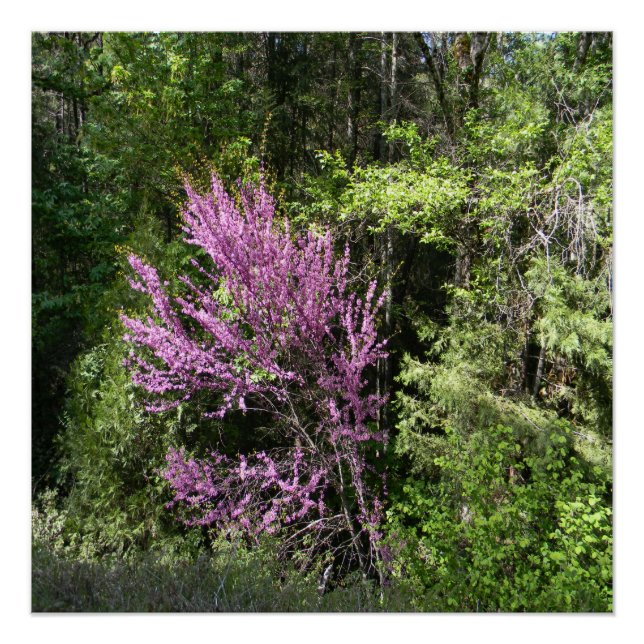 Póster Árbol rojo de Bud en la primavera... (Anverso)