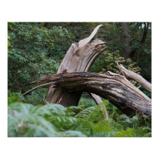Póster Árbol roto