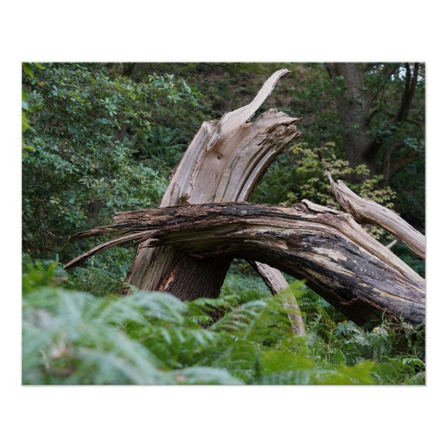 Póster Árbol roto (Anverso)