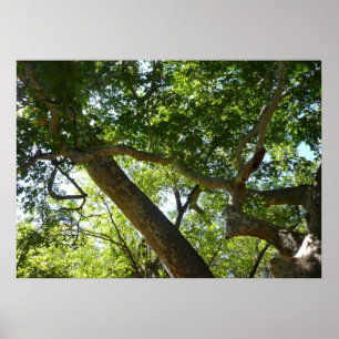 Póster Árbol Sicómoro Verde Naturaleza