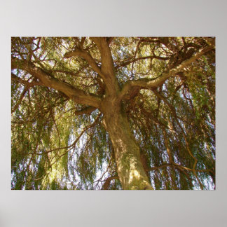 Póster Árbol silvestre
