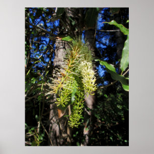 Póster Árbol silvestre de Macadamia en flor