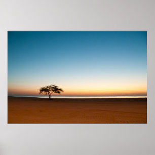 Póster Árbol solitario al amanecer en Kuwait