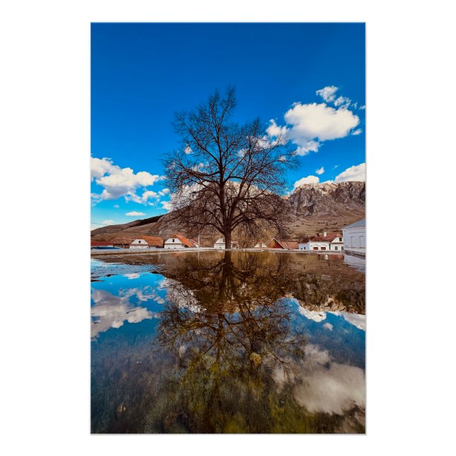 Póster Árbol solitario cerca del agua (Anverso)