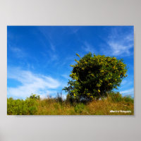 Árbol solitario de mandarina