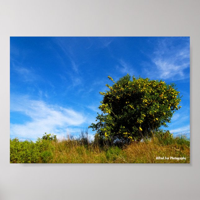 Póster Árbol solitario de mandarina (Frente)
