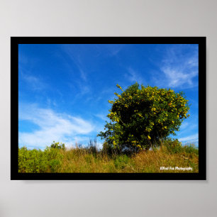 Póster Árbol solitario de mandarina