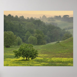 Póster Árbol solitario en campo agrícola, Toscana,
