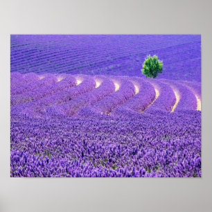 Póster Árbol solitario en Campo de Lavanda, Francia