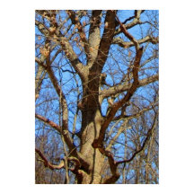 Árbol solitario en invierno