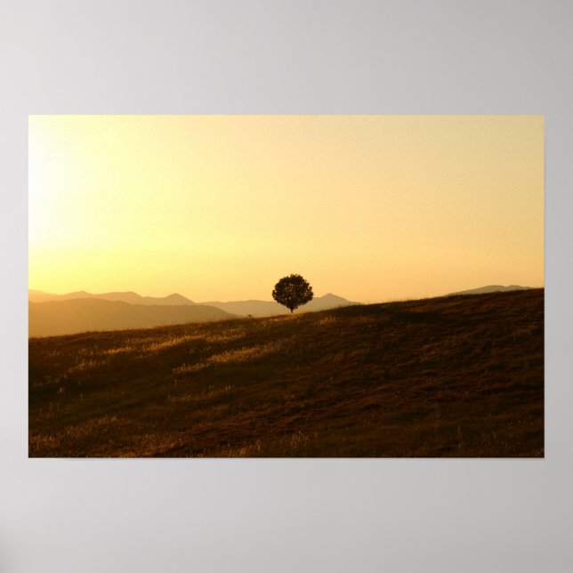 Póster Árbol solitario en un campo (Frente)