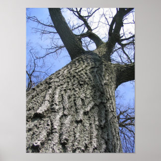 Póster Árbol soñador