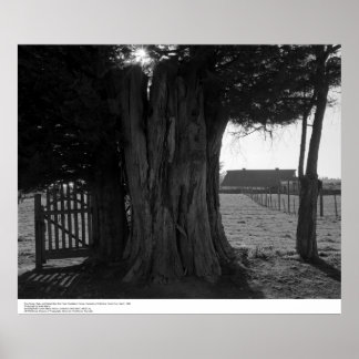 Póster Árbol Stump, Gate, and Distant Barn, marzo de 1962
