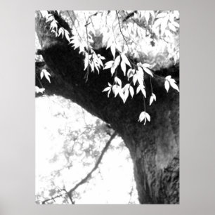 Póster Árbol todavía l naturaleza l fotografía