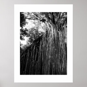 Póster Árbol trenzado Australia Fotografía en blanco y ne