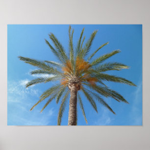 Póster Árbol tropical de palmeras y cielo azul