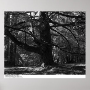 Póster Árbol, UC Santa Cruz, marzo de 1962