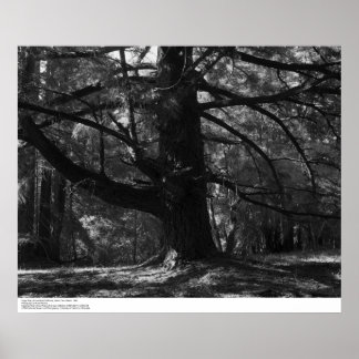 Póster Árbol, UC Santa Cruz, marzo de 1962