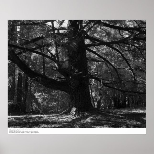 Póster Árbol, UC Santa Cruz, marzo de 1962 (Frente)