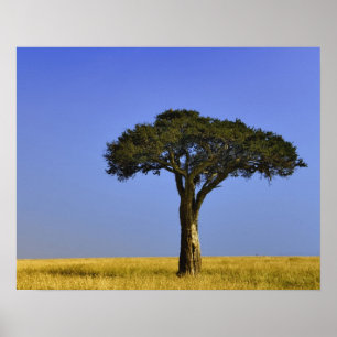 Póster Árbol único de acacia en llanuras de hierba, Masai