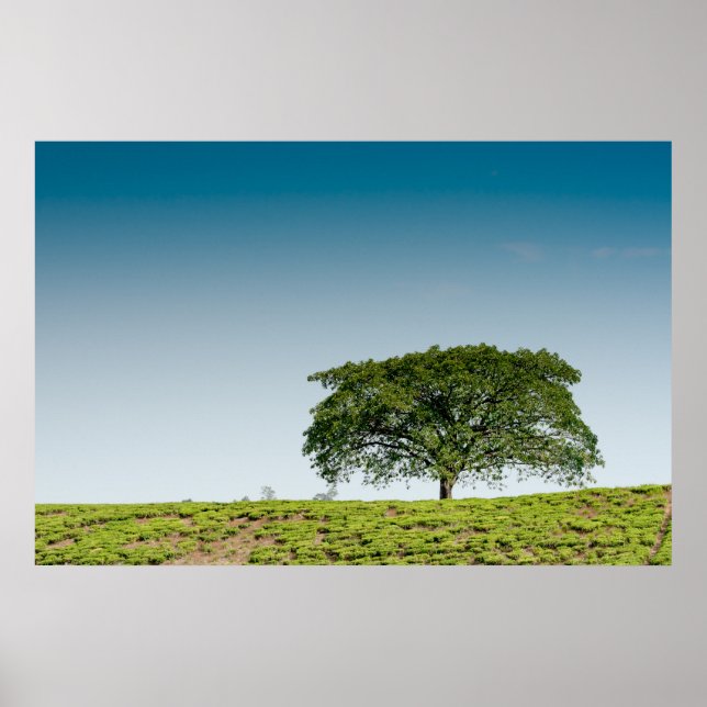 Póster Árbol único en plantaciones de té (Frente)