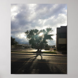 Póster Árbol urbano