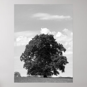 Póster Árbol viejo