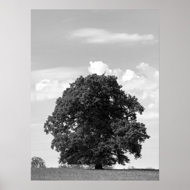 Póster Árbol viejo (Frente)