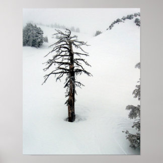 Póster Árbol viejo en el Monte Bachelor