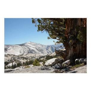 Póster Árbol viejo en el parque nacional de Yosemite