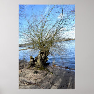 Póster Árbol viejo en la orilla del río