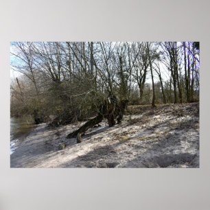 Póster Árbol viejo en la orilla del río por Nierstein en