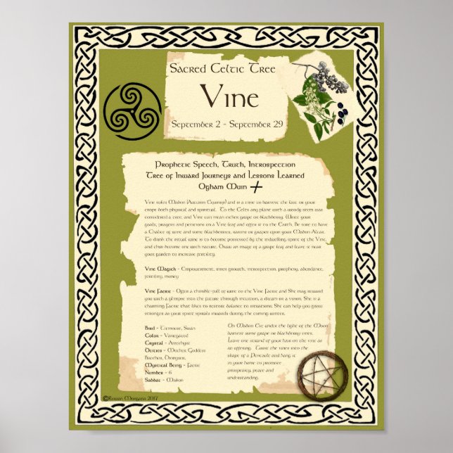PÓSTER ÁRBOL VINO CELTICO SAGRADO (Frente)