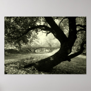 Póster Árbol y puente en Central Park