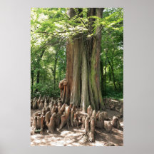 Árbol y raíces