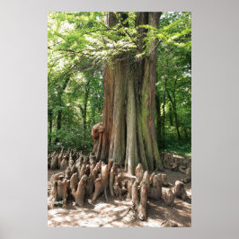 Póster Árbol y raíces