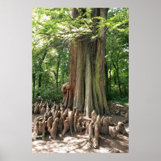 Póster Árbol y raíces