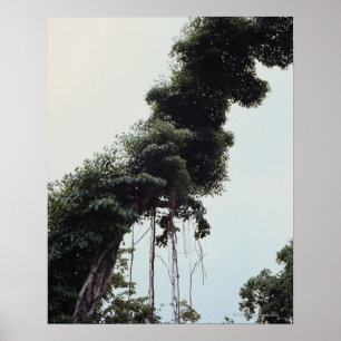Póster Árbol y vid en la selva
