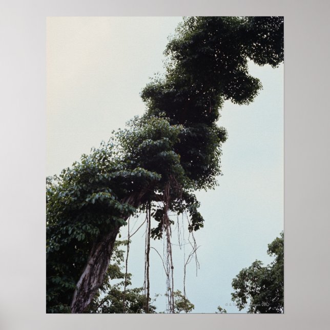 Póster Árbol y vid en la selva (Frente)