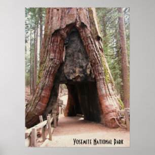 Póster Árbol Yosemite del túnel