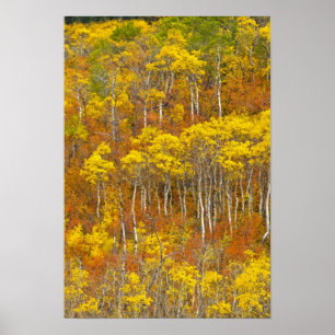 Póster arboleda de álamo temblón en el pico de color otoñ